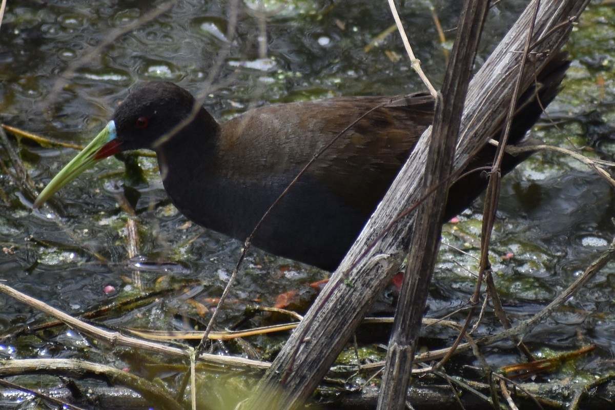 Plumbeous Rail - ML646609231