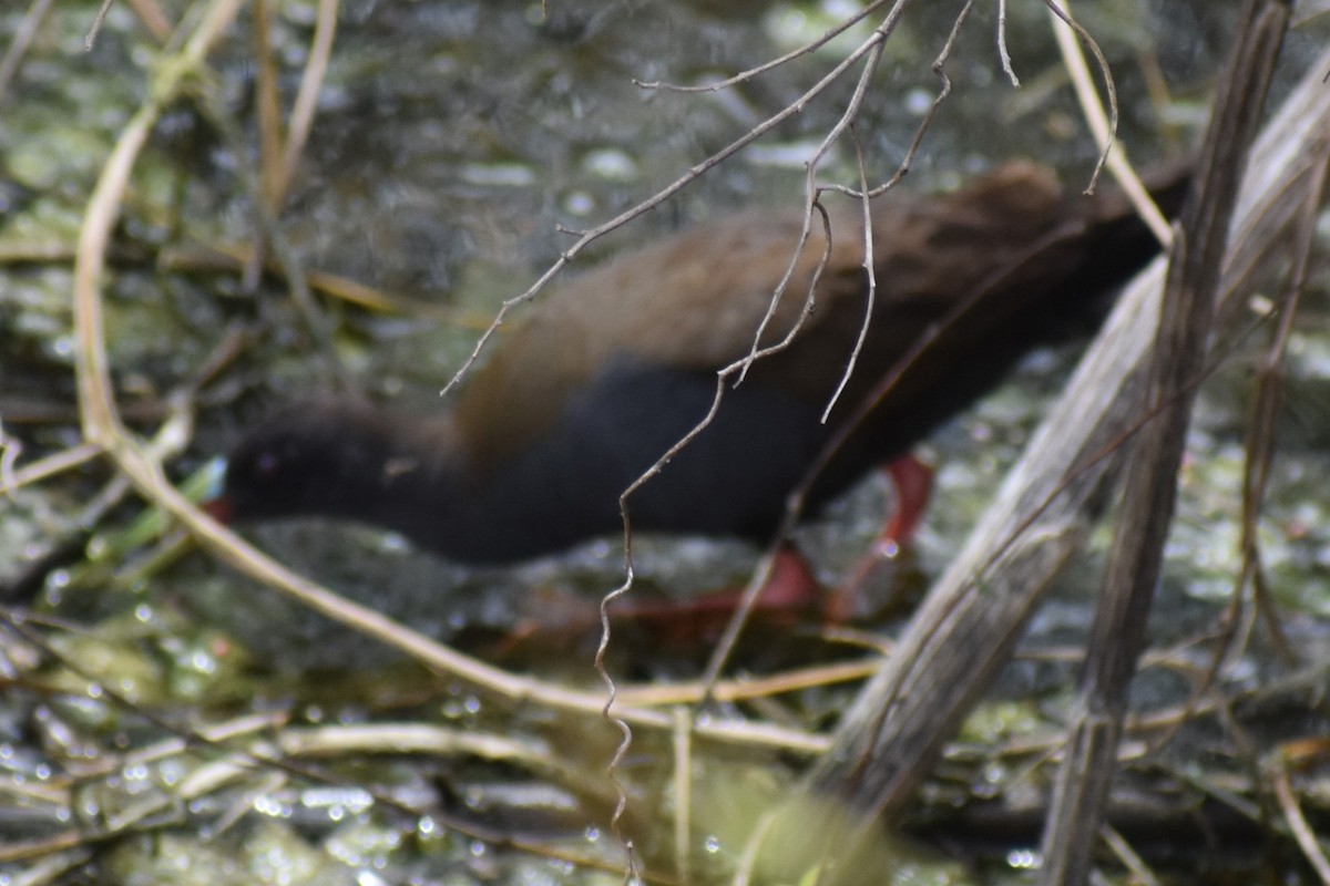 Plumbeous Rail - ML646609232
