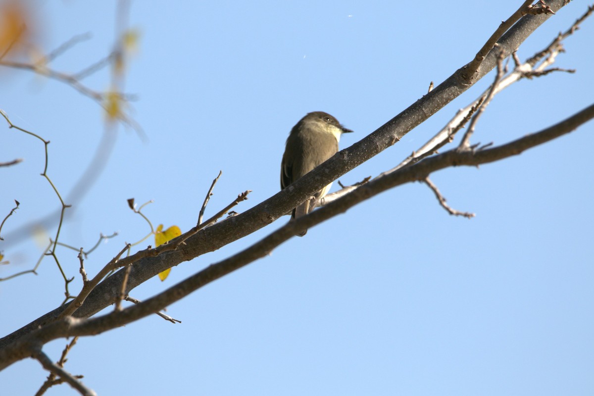 Eastern Phoebe - ML646609234