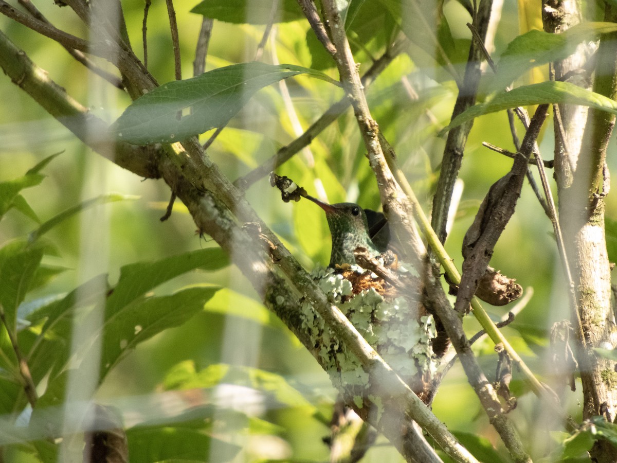 Glittering-throated Emerald - ML646609235