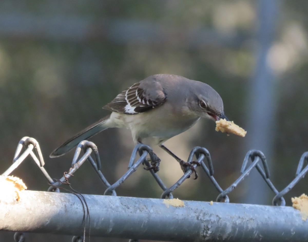 Northern Mockingbird - ML646609236
