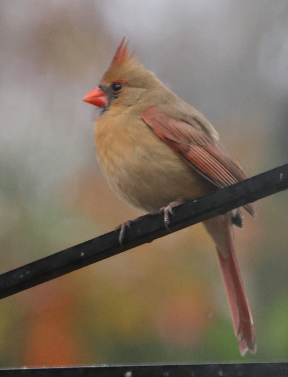 Northern Cardinal - ML646609237
