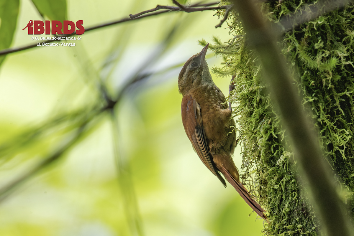 Ruddy Treerunner - ML646609241