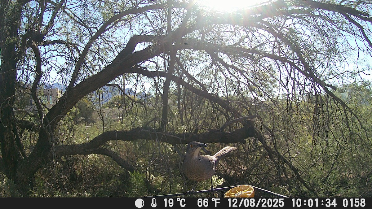 Curve-billed Thrasher - ML646609244