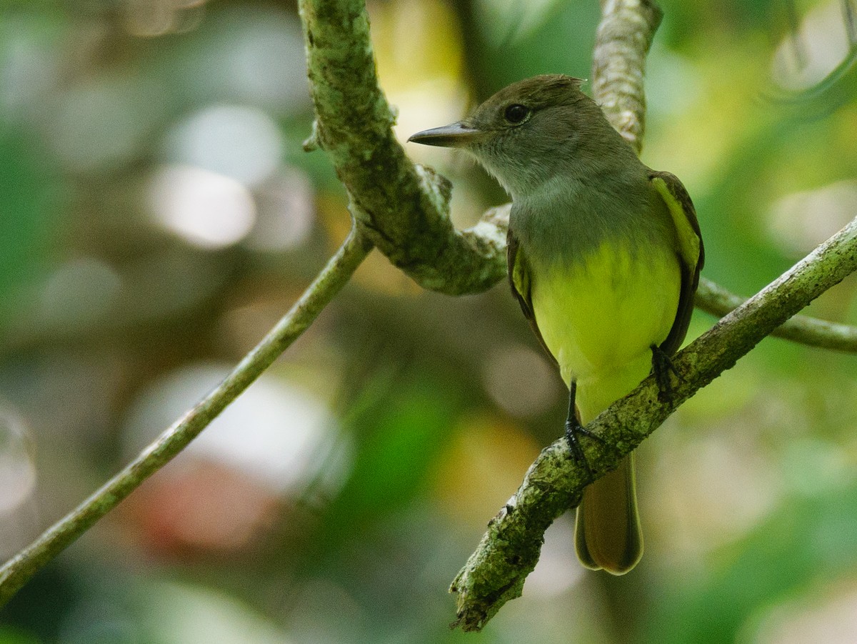 Great Crested Flycatcher - ML646609245