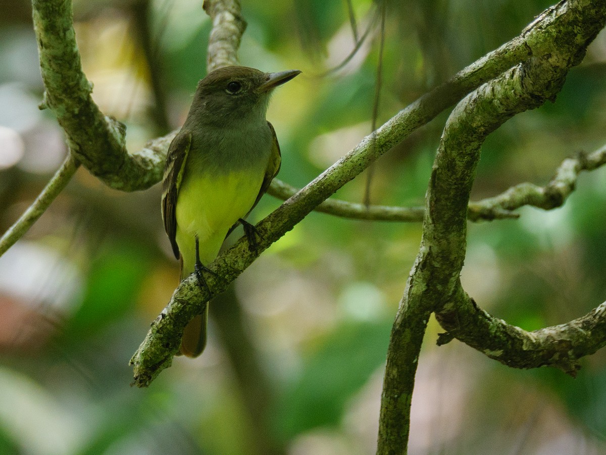 Great Crested Flycatcher - ML646609246