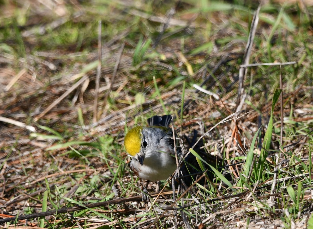 Chestnut-sided Warbler - ML646609247