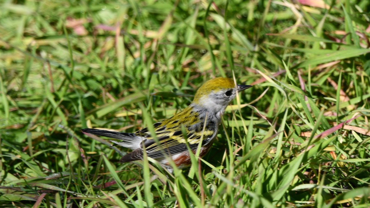 Chestnut-sided Warbler - ML646609248