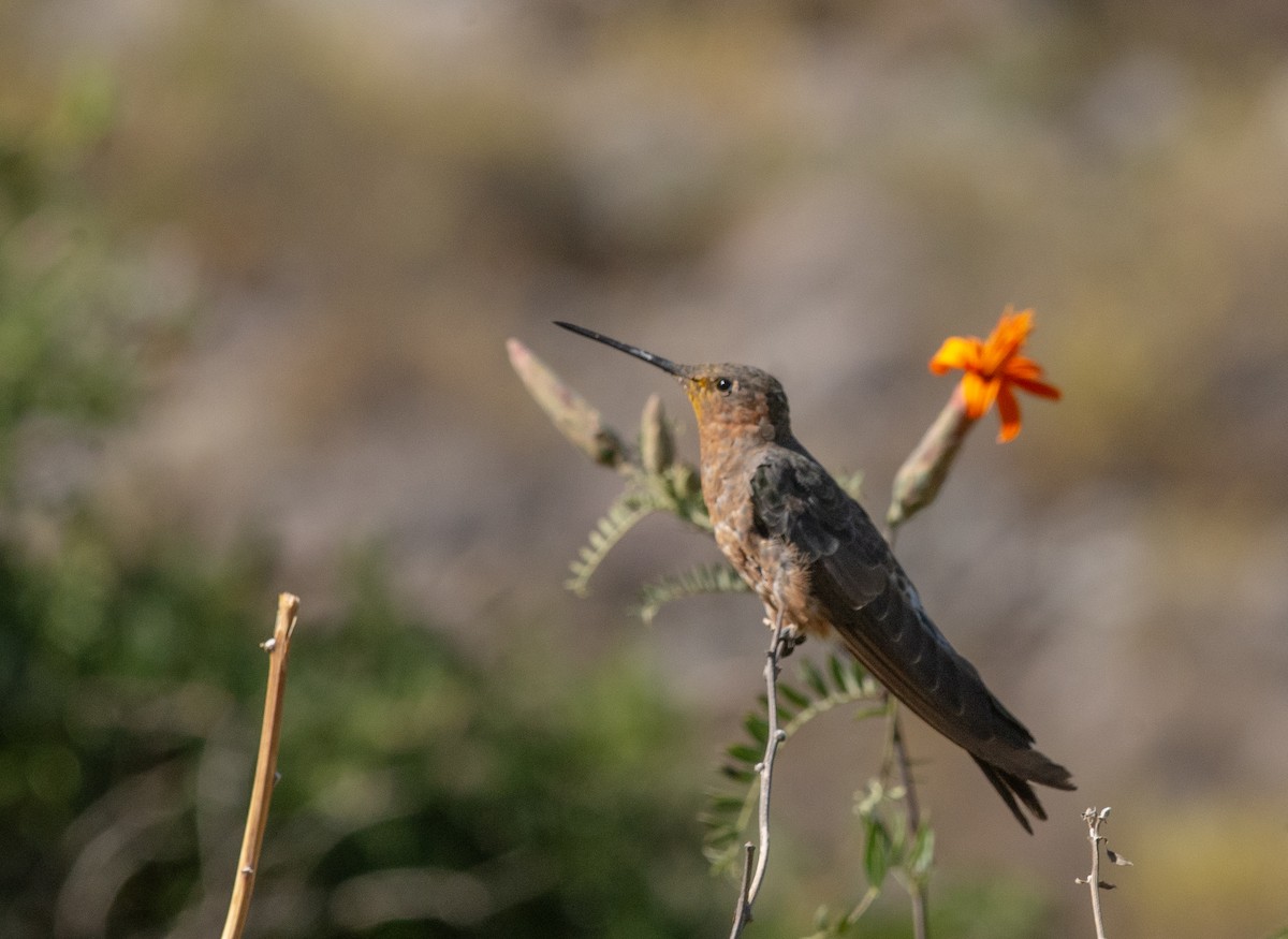 Giant Hummingbird - ML646609249
