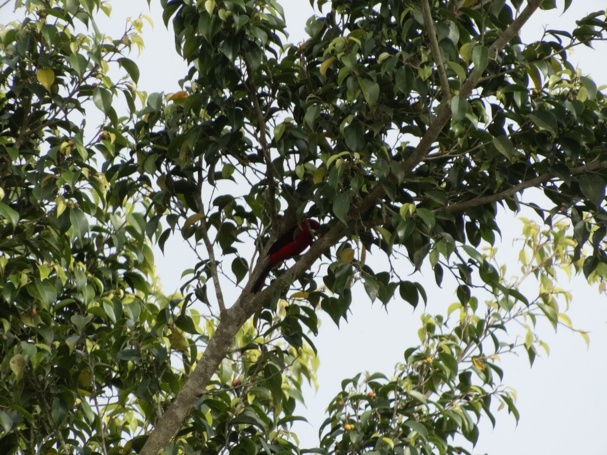 Brazilian Tanager - ML646609250