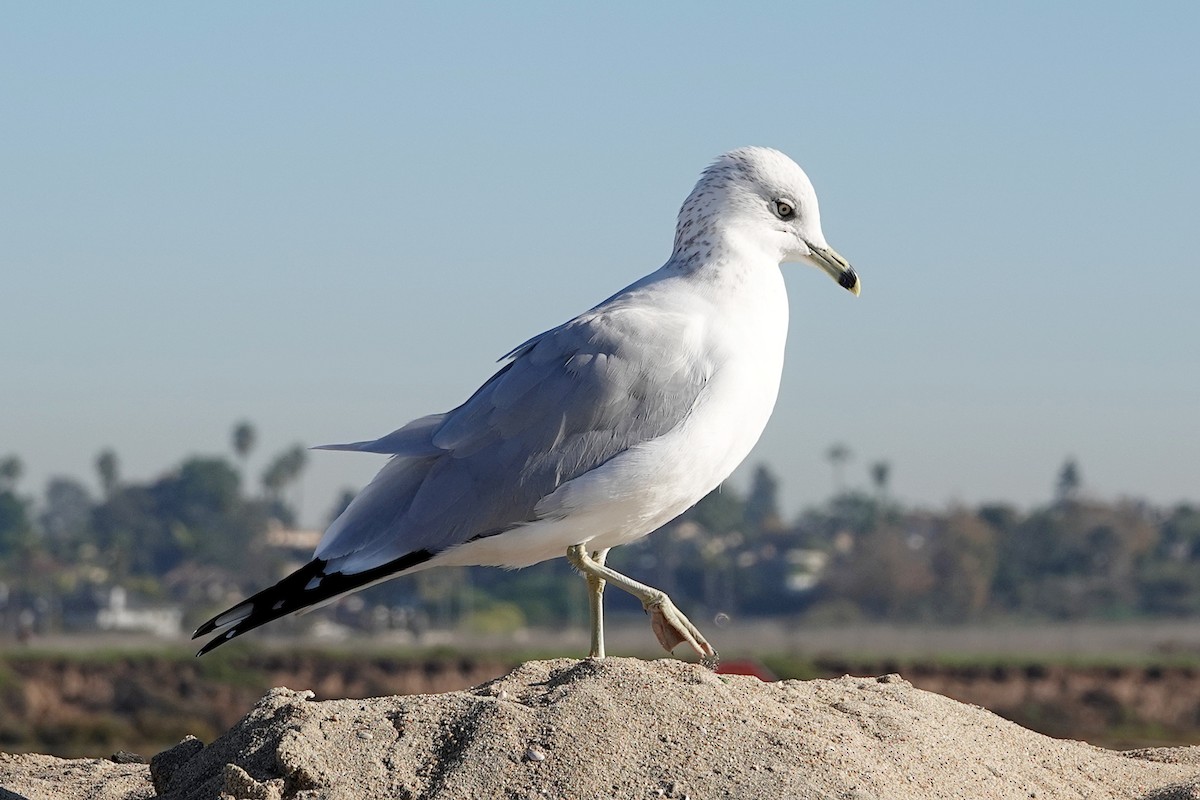Ring-billed Gull - ML646609251