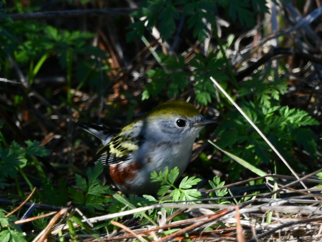 Chestnut-sided Warbler - ML646609252