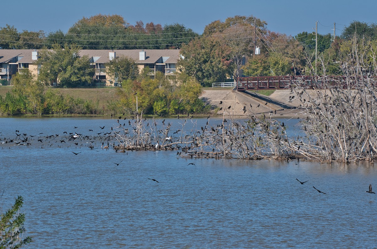 Neotropic Cormorant - ML646609253