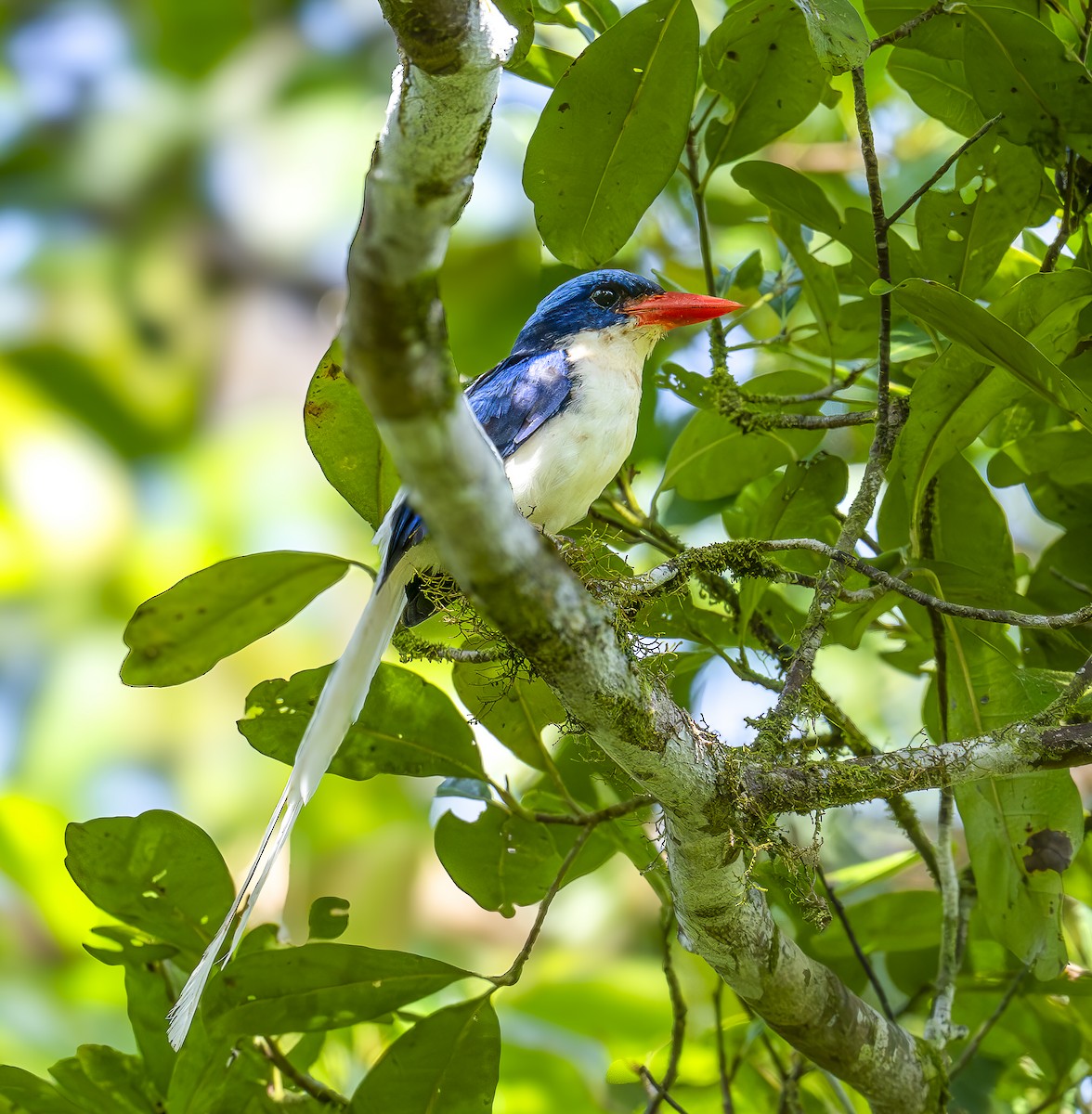 Kofiau Paradise-Kingfisher - ML646609254