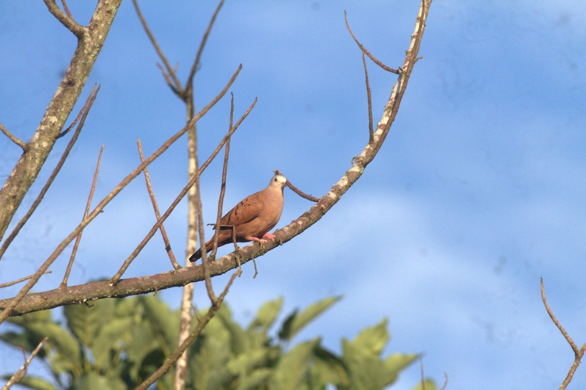 Ruddy Ground Dove - ML646609258
