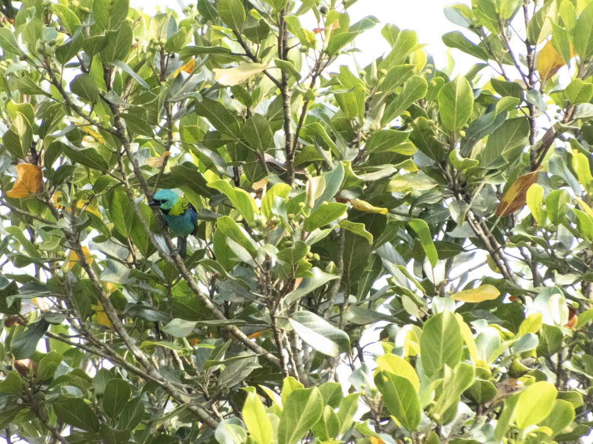 Green-headed Tanager - ML646609260