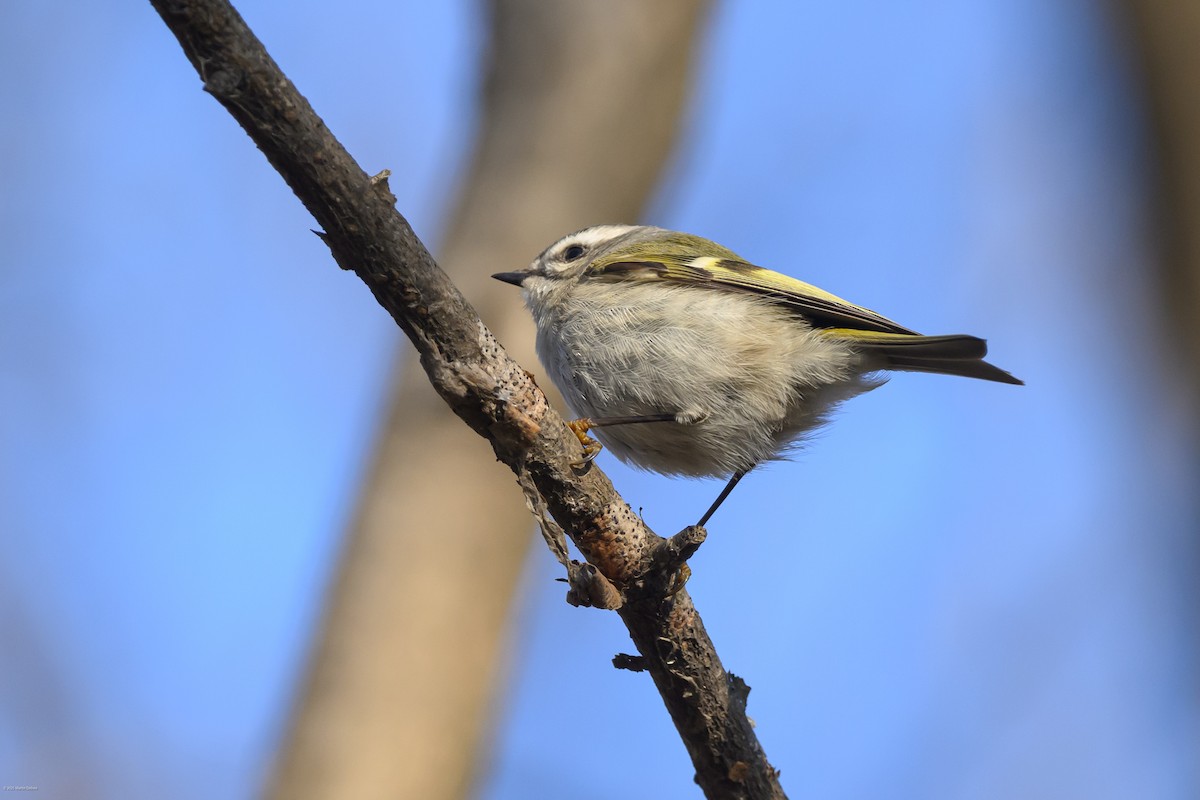 Sarı Taçlı Çalıkuşu - ML646609261