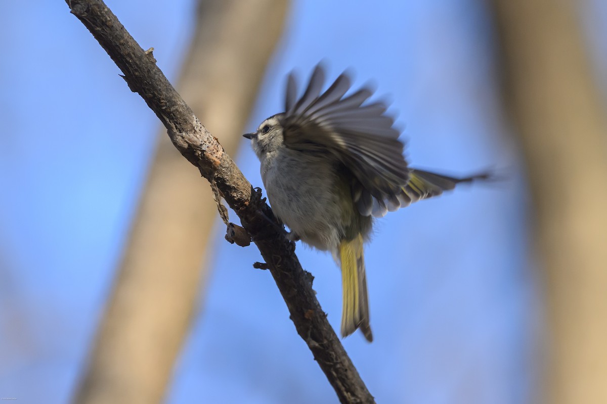 Sarı Taçlı Çalıkuşu - ML646609262