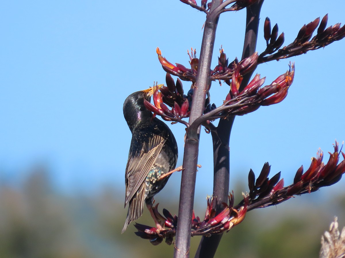 Étourneau sansonnet - ML646609263