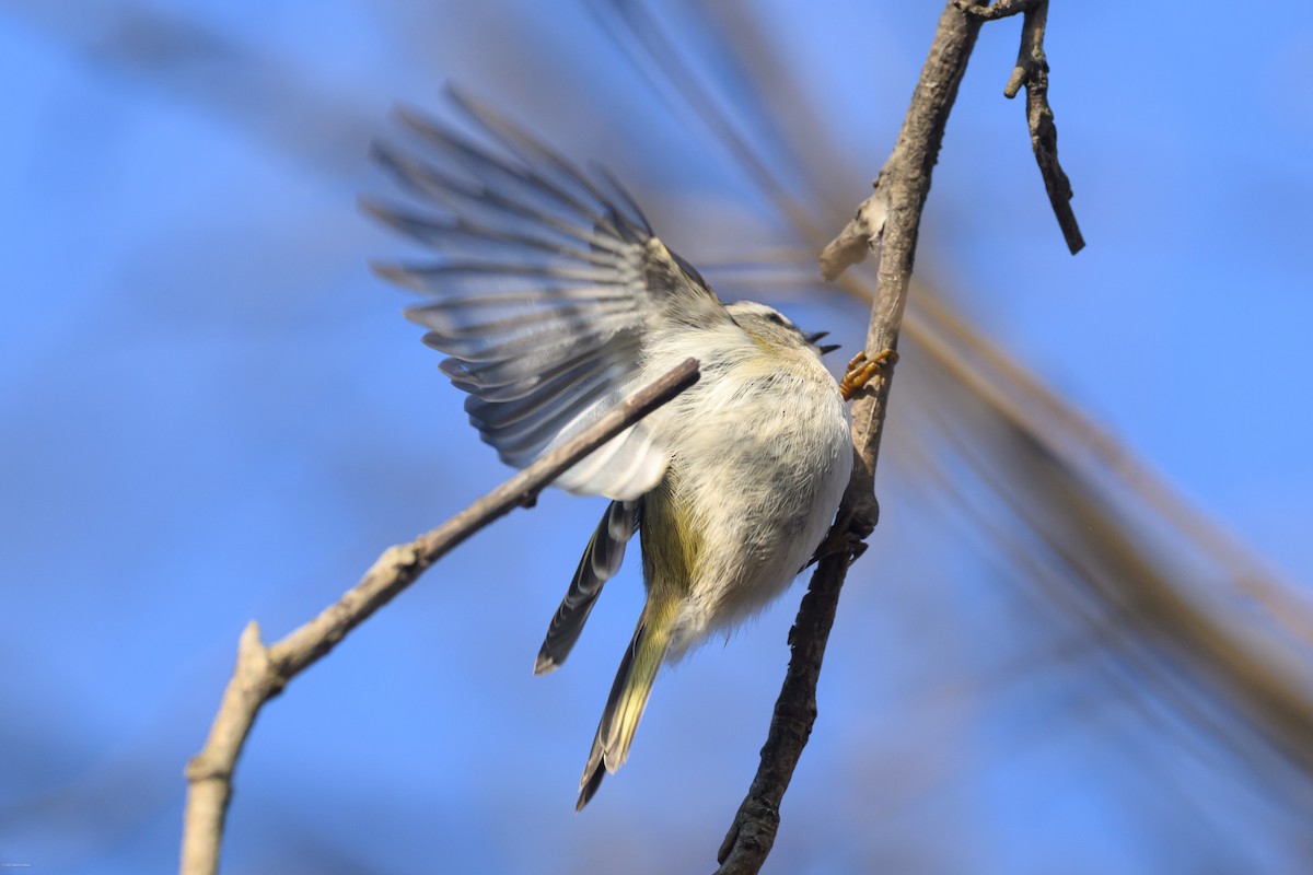 Sarı Taçlı Çalıkuşu - ML646609264