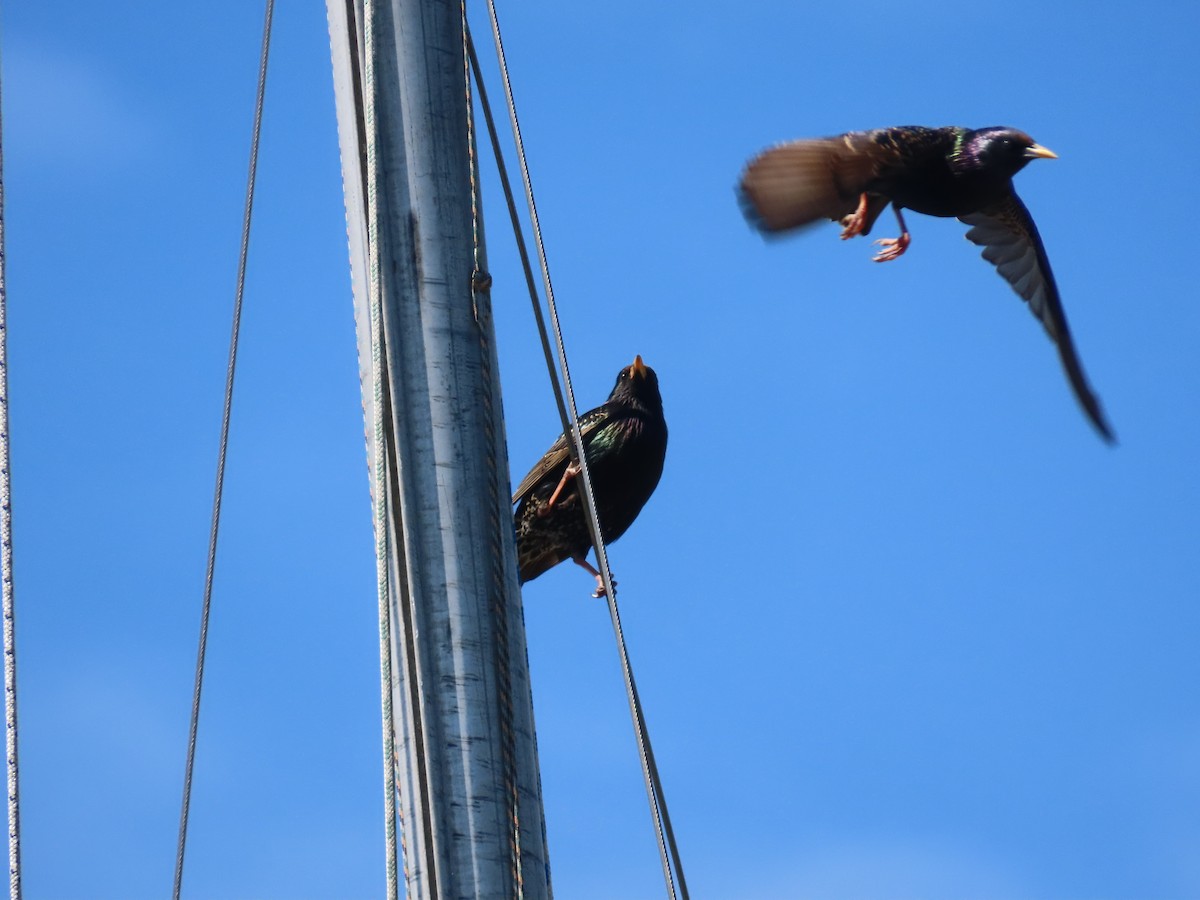 Étourneau sansonnet - ML646609265