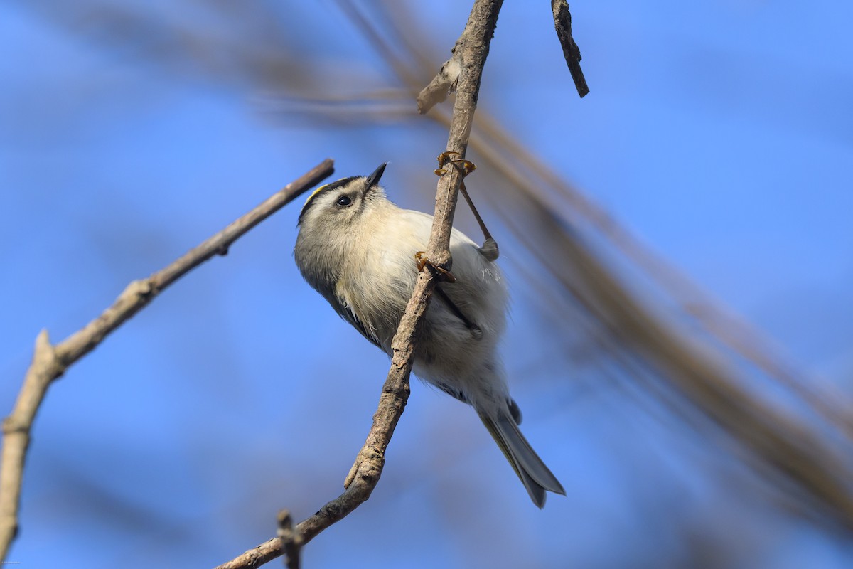 Sarı Taçlı Çalıkuşu - ML646609266