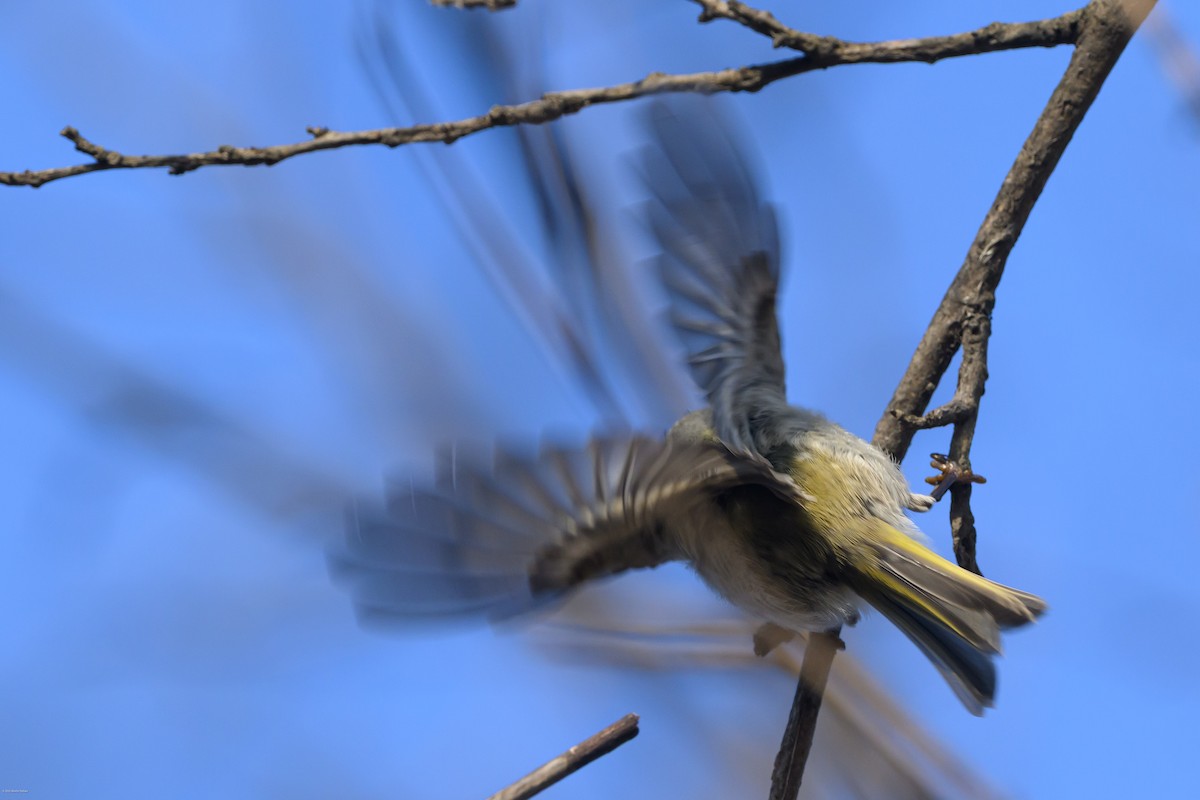 Sarı Taçlı Çalıkuşu - ML646609269