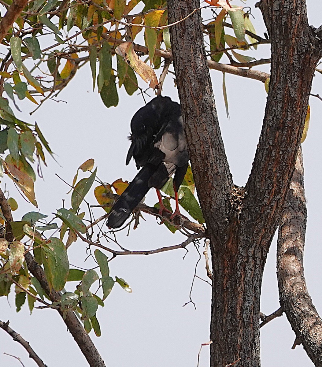 נץ גבאר - ML646609272