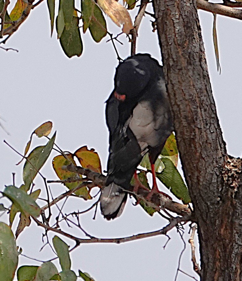 נץ גבאר - ML646609273