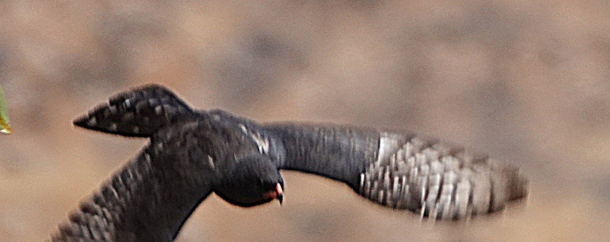 נץ גבאר - ML646609274