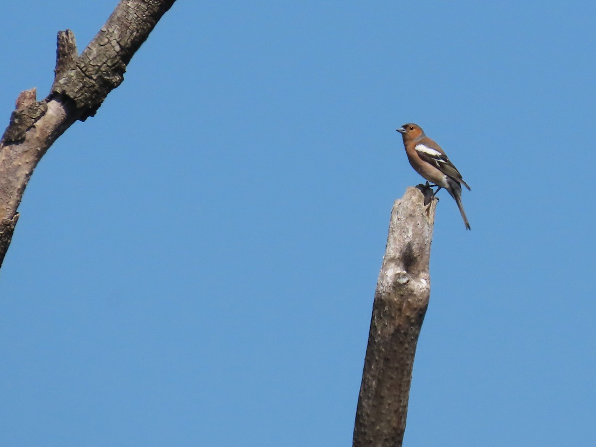 Pinson des arbres - ML646609276