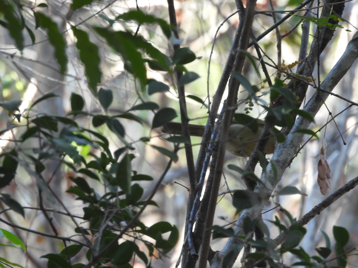 Long-billed Bernieria - ML646609284