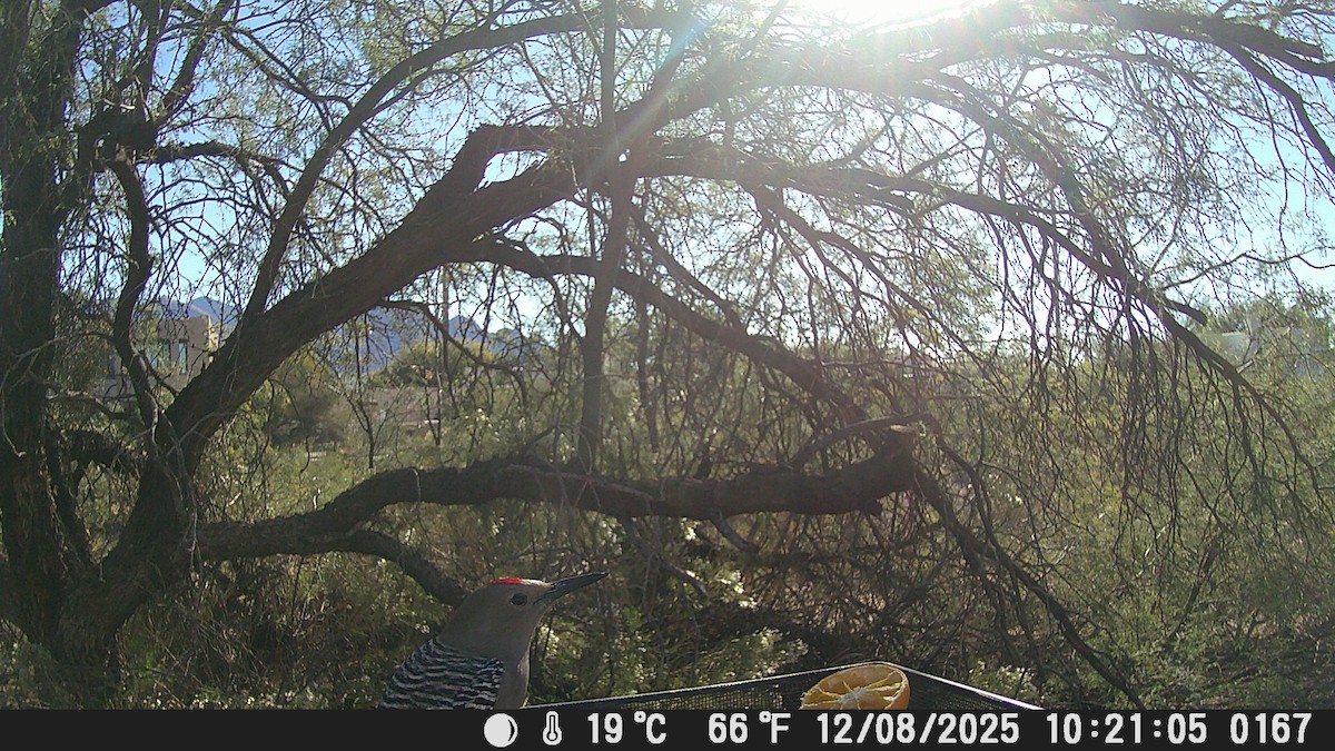 Gila Woodpecker - ML646609286