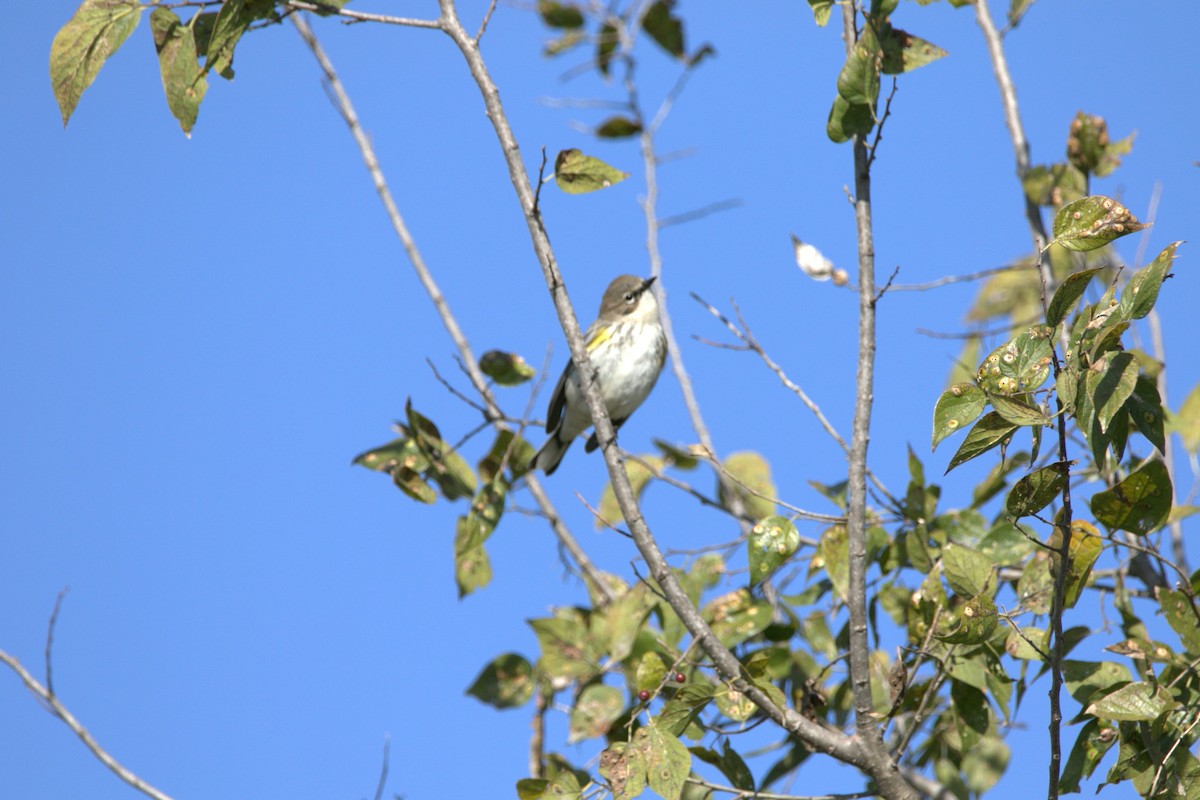 Taçlı Ötleğen (coronata) - ML646609290