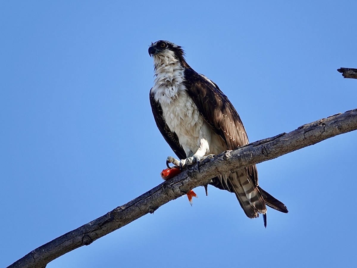 Balık Kartalı - ML646609291