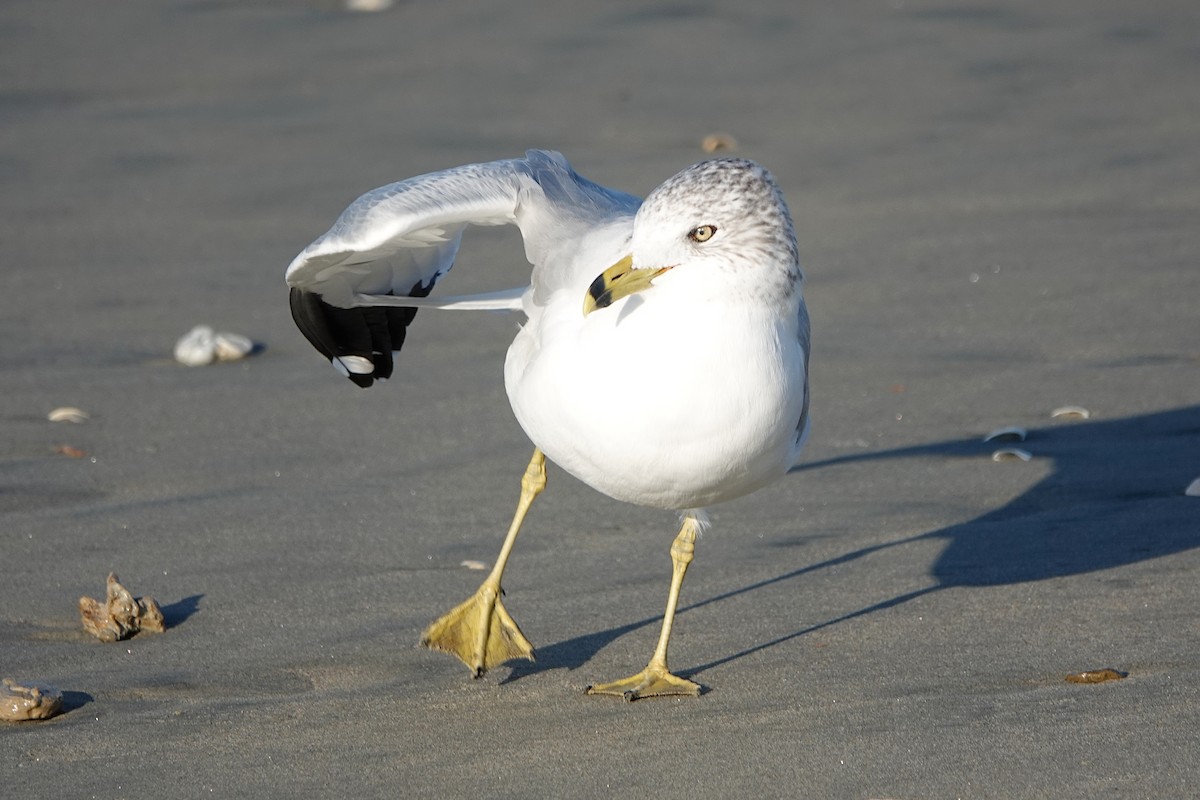 Ring-billed Gull - ML646609292