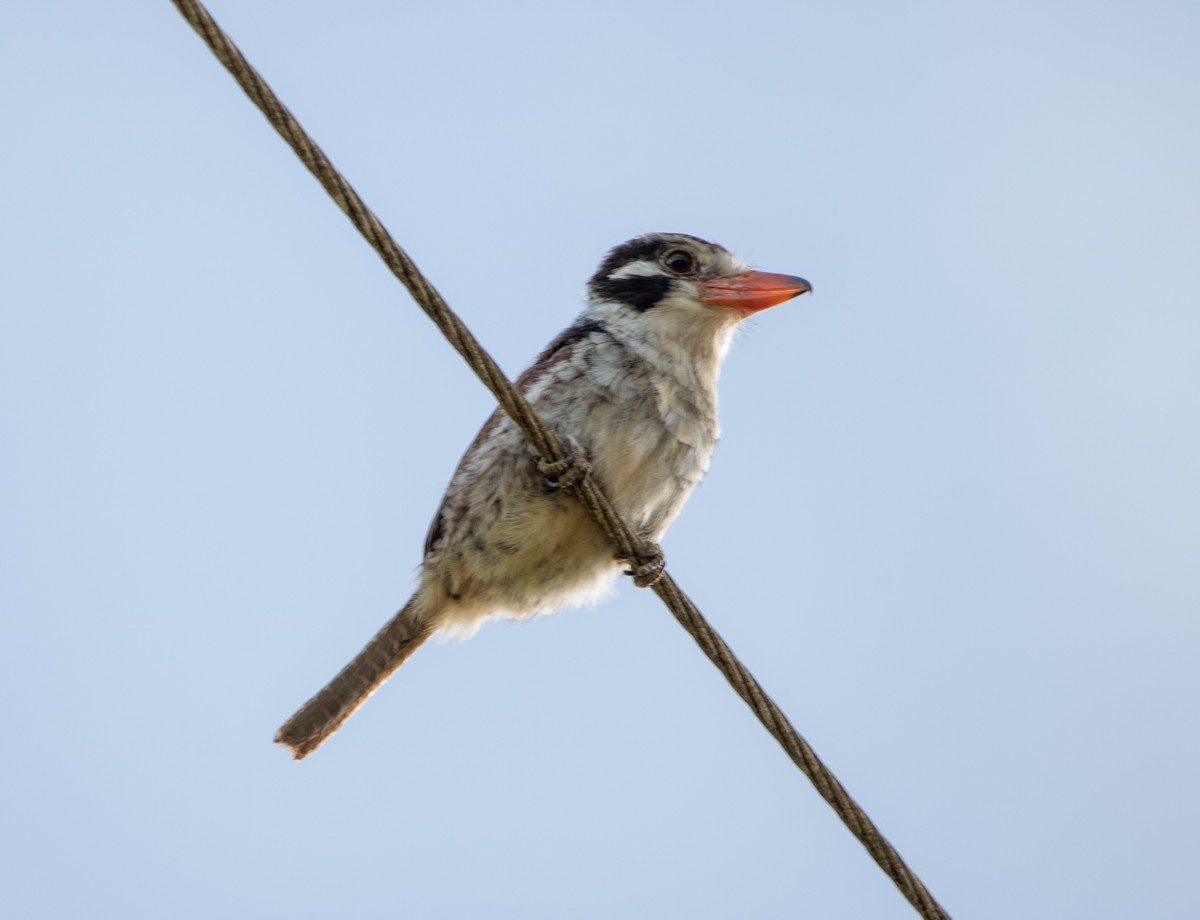 ミミジロオオガシラ - ML646609293