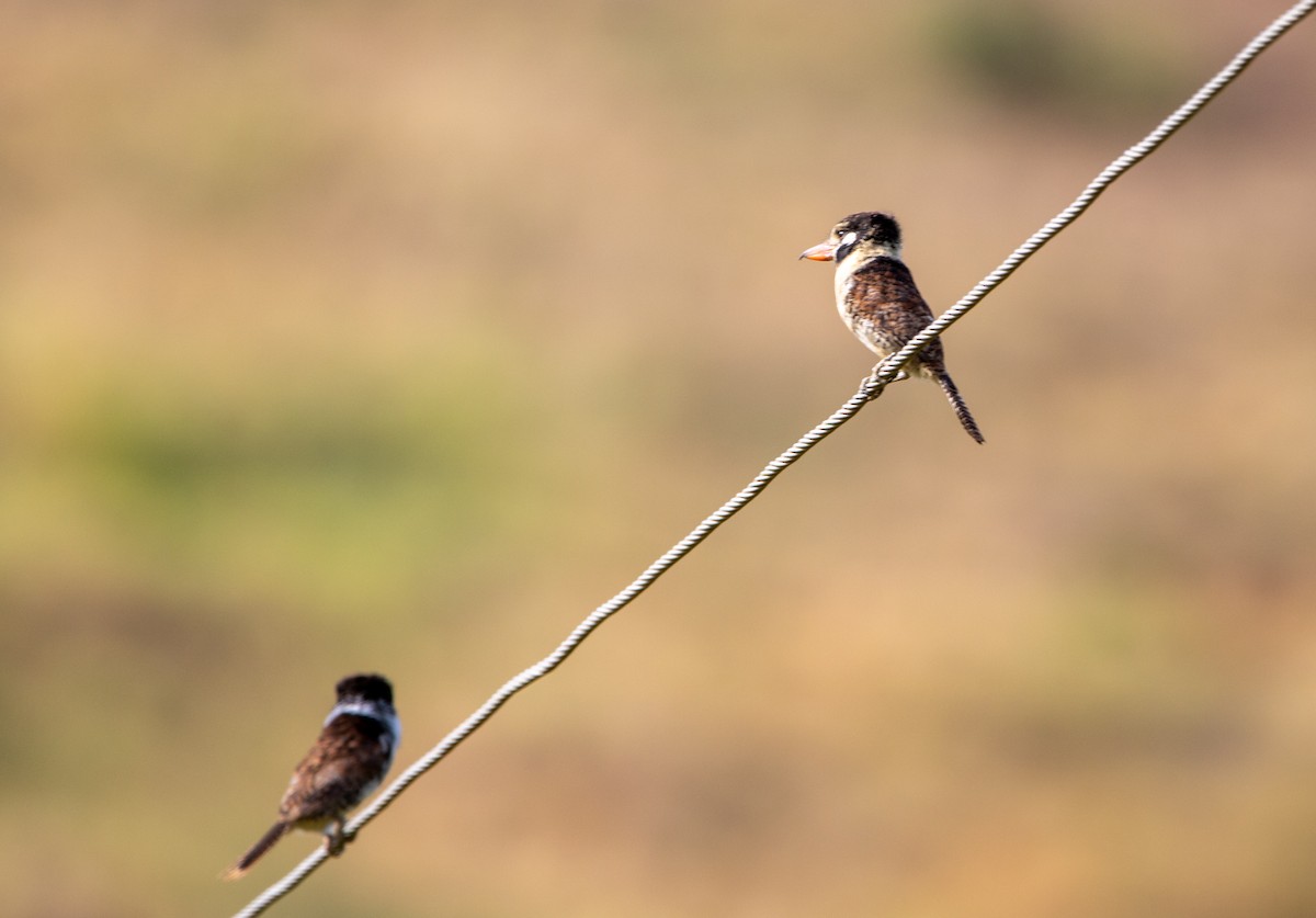 ミミジロオオガシラ - ML646609294