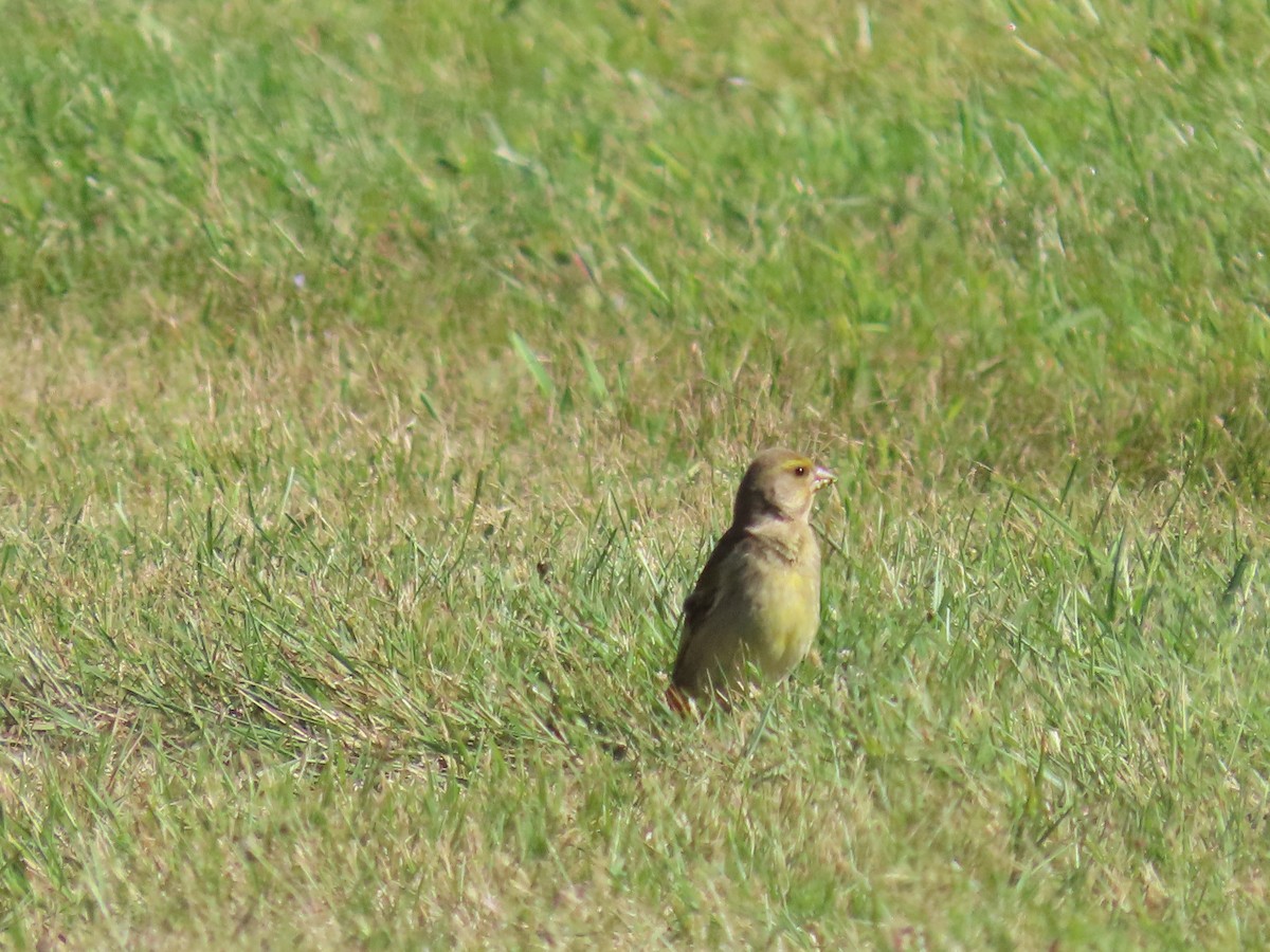 Verdier d'Europe - ML646609295