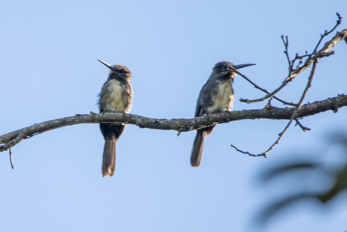 ミツユビキリハシ - ML646609297