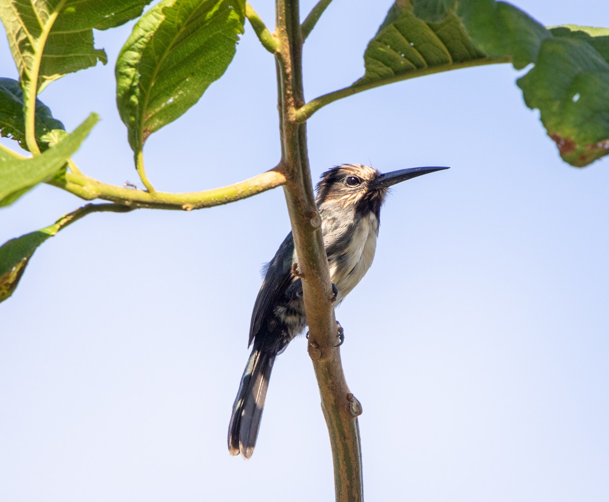 ミツユビキリハシ - ML646609298