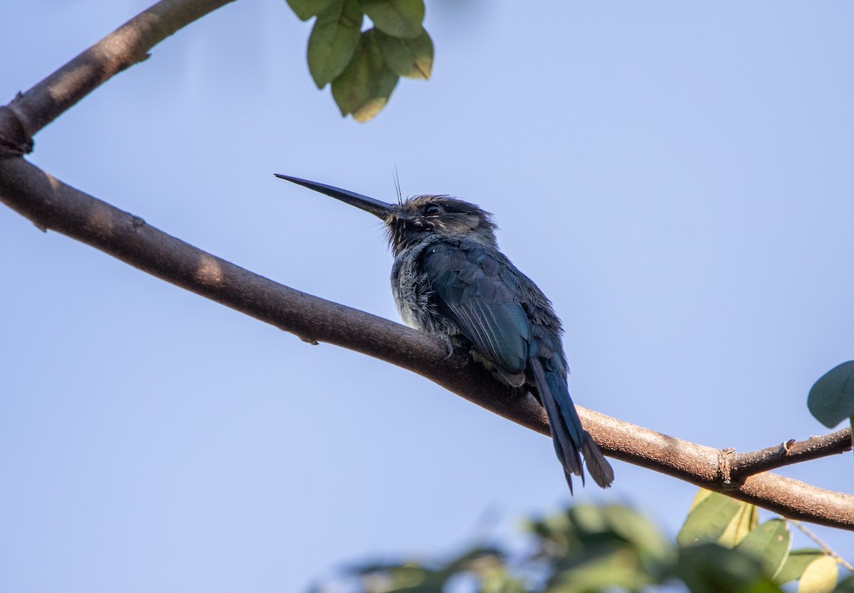 ミツユビキリハシ - ML646609299