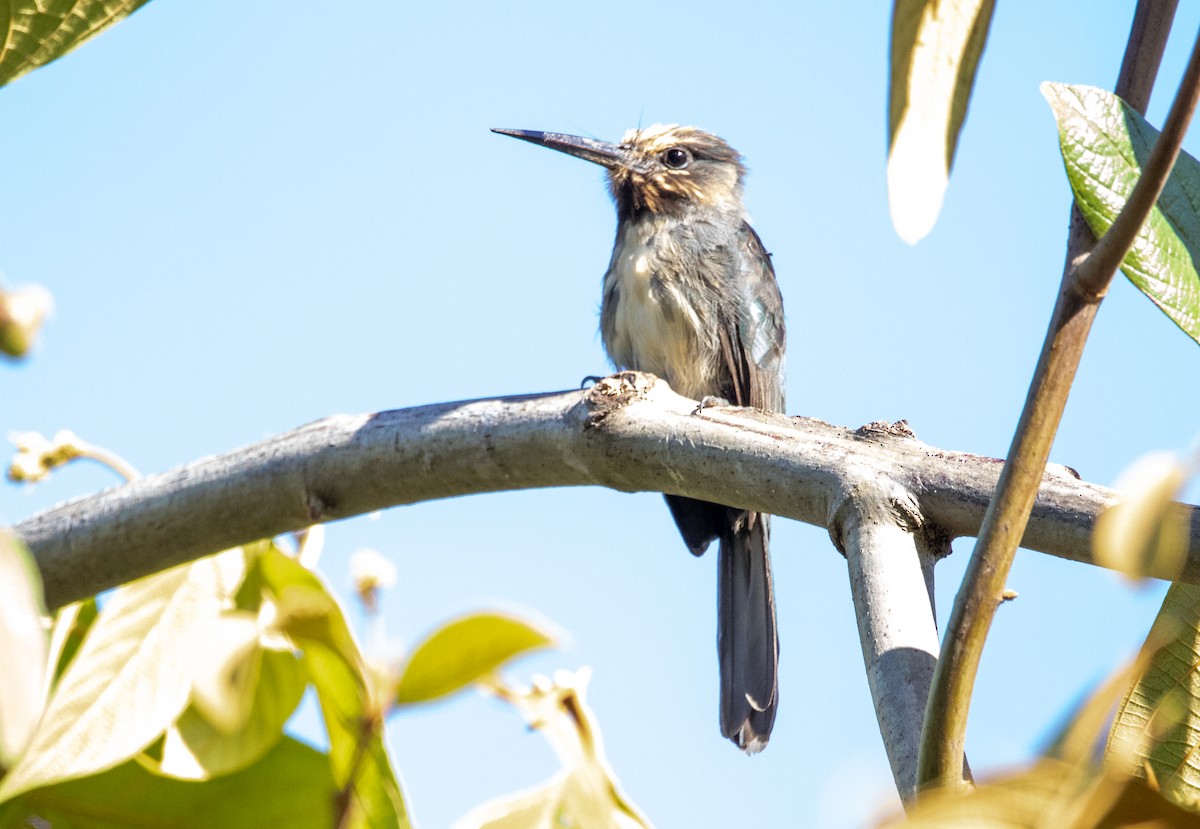 ミツユビキリハシ - ML646609300