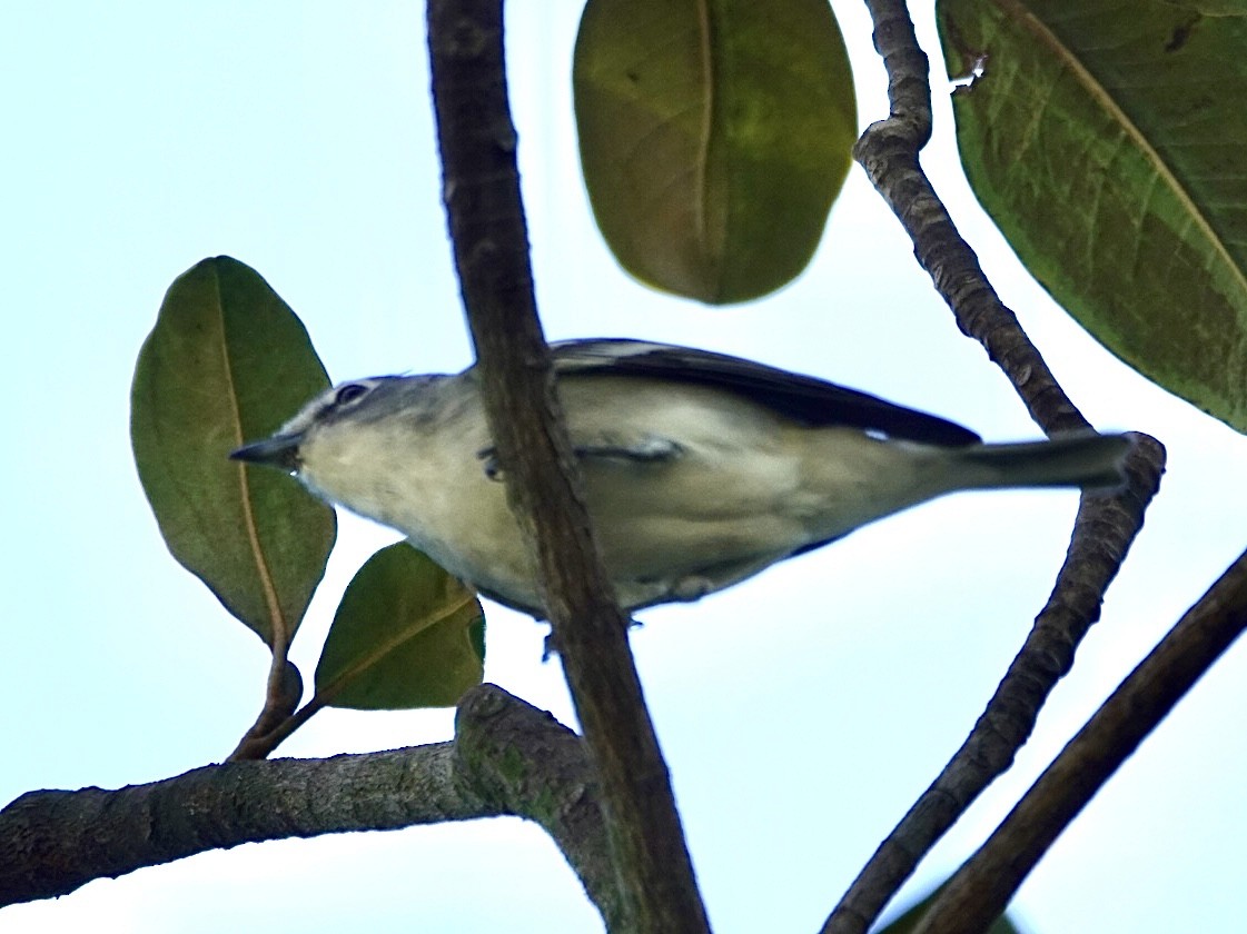 Kurşuni Vireo - ML646609301