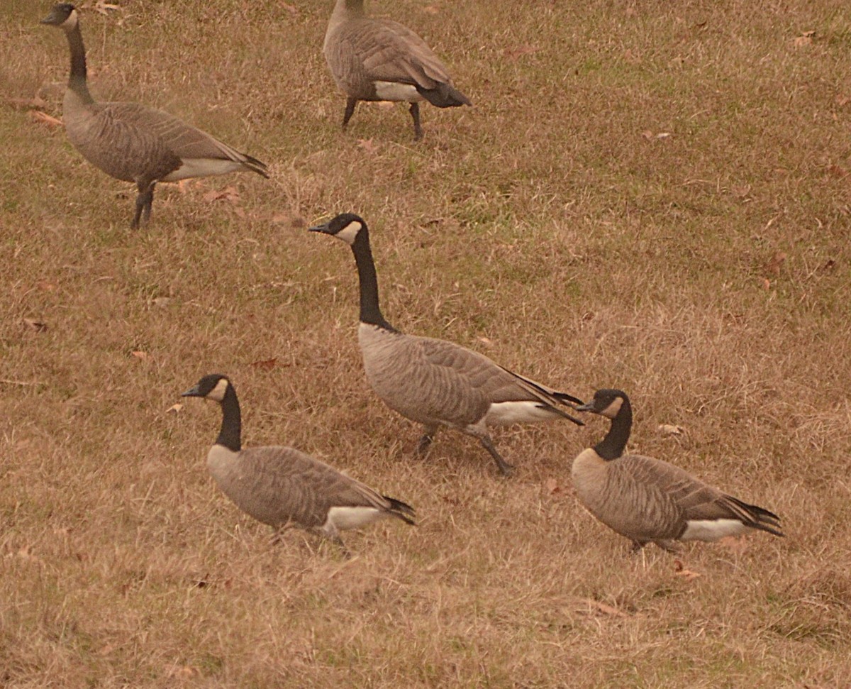 Zwergkanadagans - ML646609302