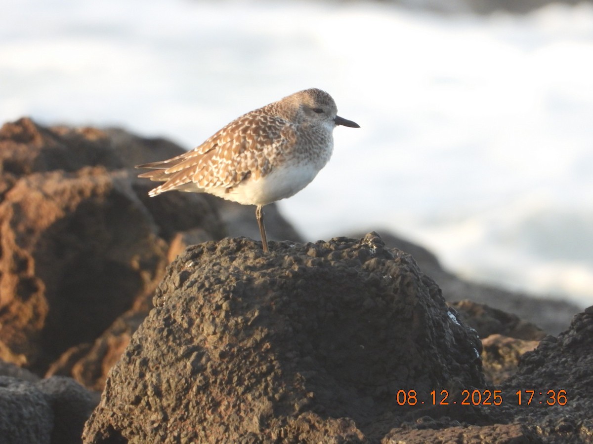 חופזי מנומר - ML646609304