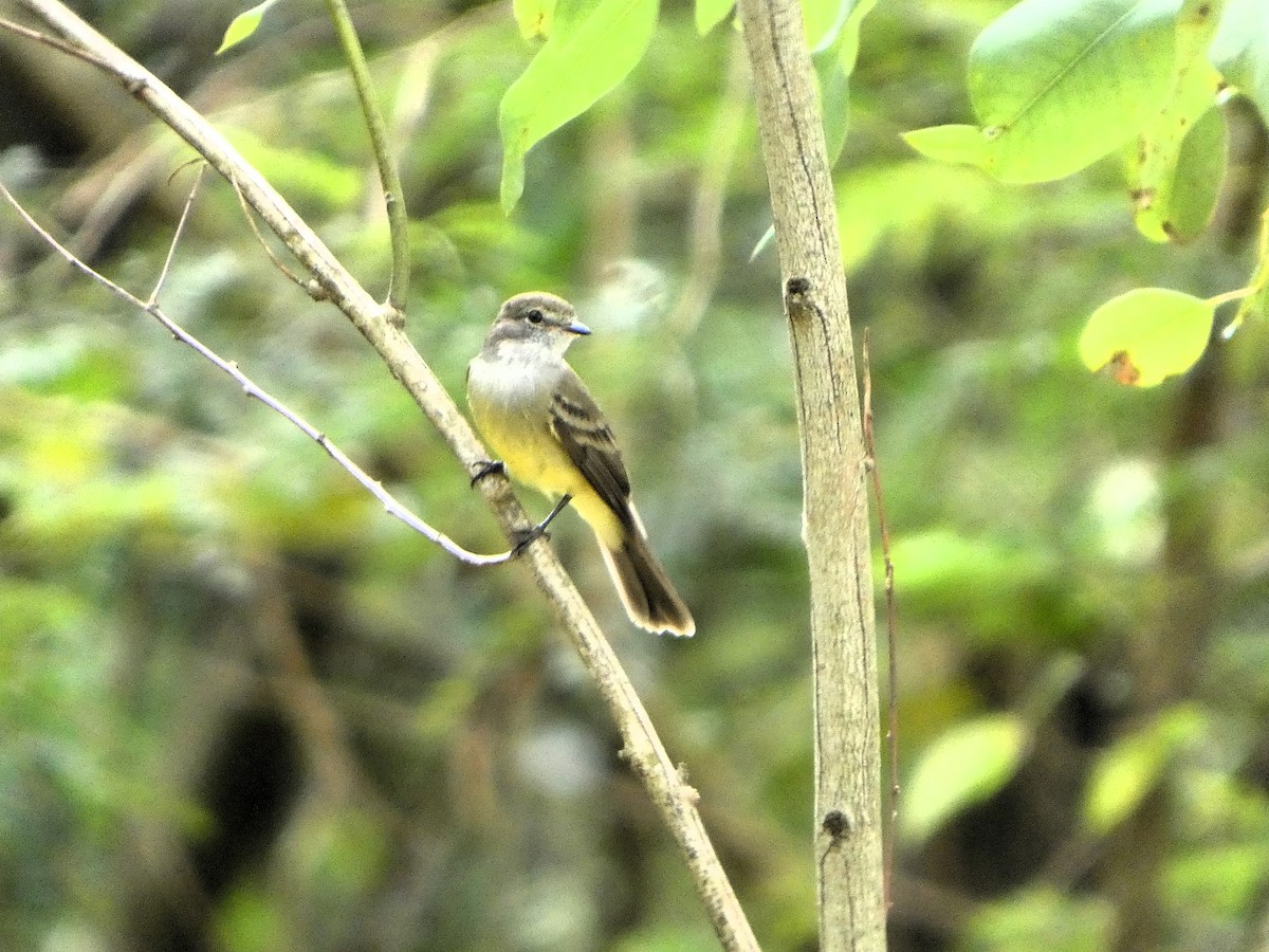Northern Scrub-Flycatcher - ML646609307