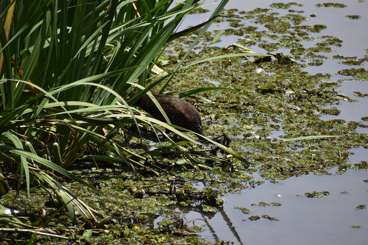 kurlan chřástalovitý - ML646609308