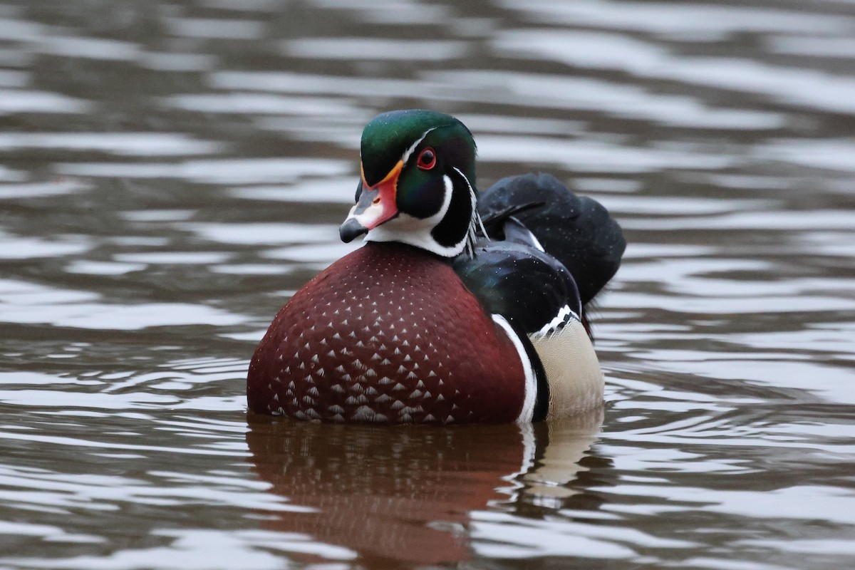 kachnička karolínská - ML646609311