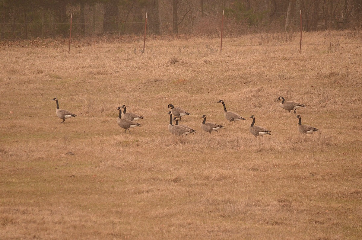 berneška velká - ML646609312